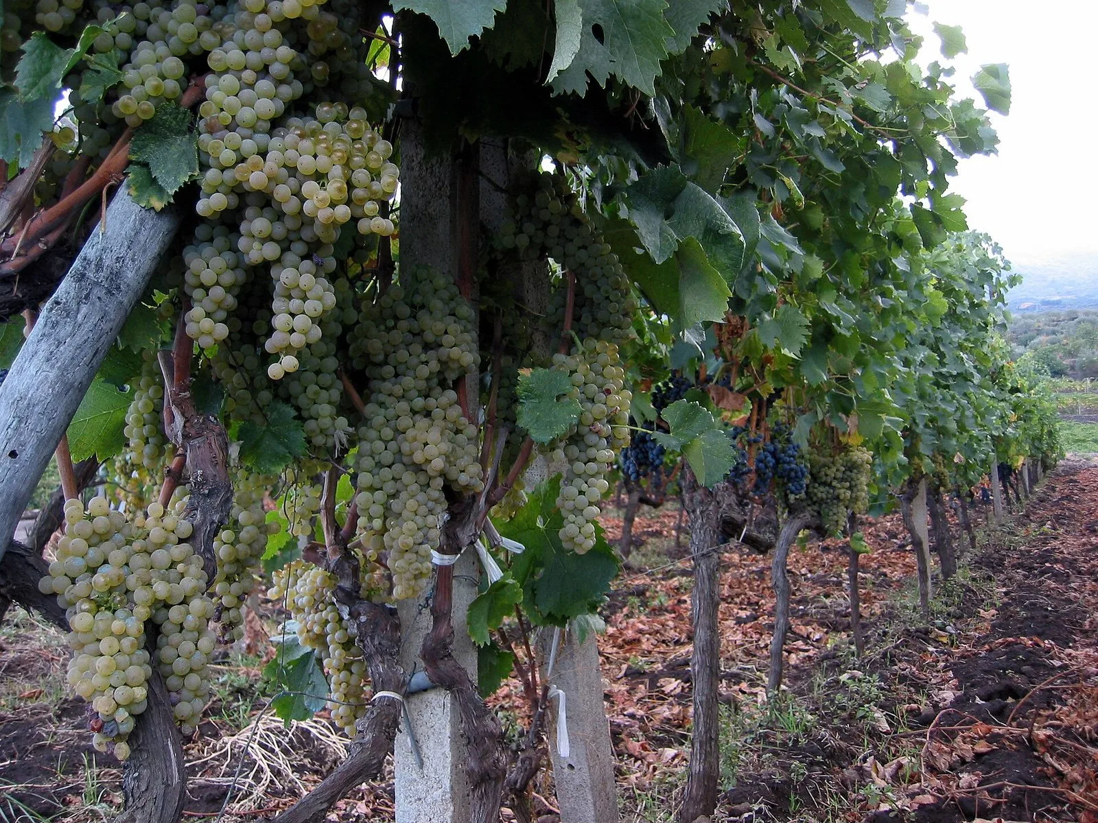 Vigneti sulle pendici dell'Etna